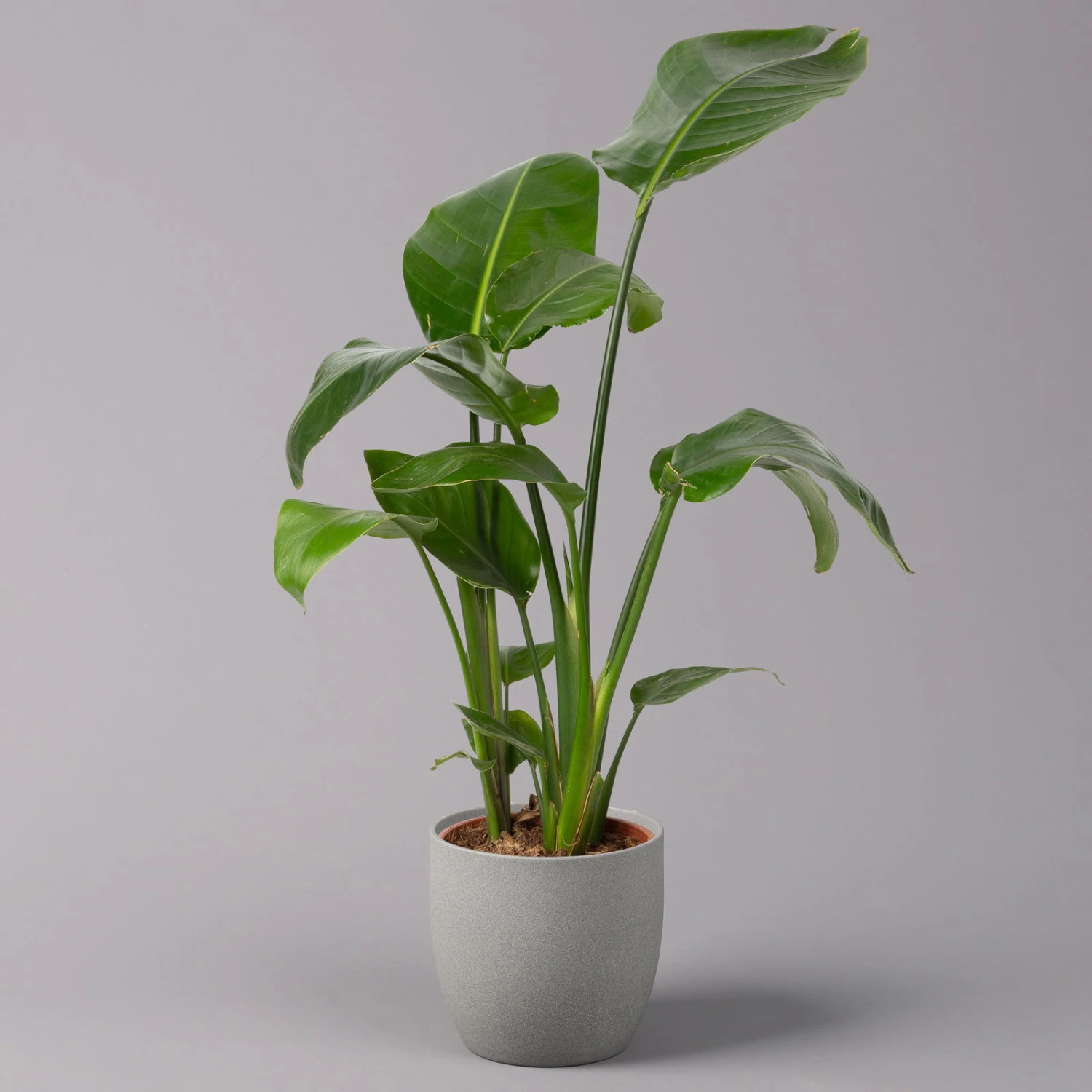 Strelitzia Nicolai, Topf-Ø 17 Cm, Höhe Ca. 55 Cm 3 Strelitzia Nicolai, Topf-Ø 17 Cm, Höhe Ca. 55 Cm