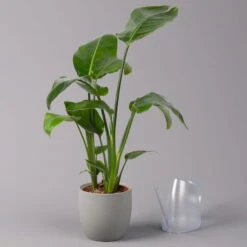 Strelitzia Nicolai, Topf-Ø 17 Cm, Höhe Ca. 55 Cm 11 Strelitzia Nicolai, Topf-Ø 17 Cm, Höhe Ca. 55 Cm -Gartenprodukte 0210104742 Strelitzia nicolai T17 3