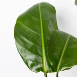 Strelitzia Nicolai, Topf-Ø 17 Cm, Höhe Ca. 55 Cm 12 Strelitzia Nicolai, Topf-Ø 17 Cm, Höhe Ca. 55 Cm -Gartenprodukte 0210104742 Strelitzia nicolai T17 4