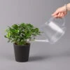 Gardenie, Mit Keramiktopf Dallas Anthrazit, Topf-Ø 13 Cm 2 Gardenie, Mit Keramiktopf Dallas Anthrazit, Topf-Ø 13 Cm -Gartenprodukte 0210130061 Gardenia jasminoides mit Topf Dallas 13cmT Dallas anthrazit 122978