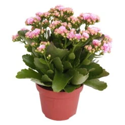 Kalanchoe 'Calandiva'®, Rosa-weiß, Topf-Ø 12 Cm, Höhe Ca. 27,5 Cm, 6er-Set 13 Kalanchoe 'Calandiva'®, Rosa-weiß, Topf-Ø 12 Cm, Höhe Ca. 27,5 Cm, 6er-Set -Gartenprodukte 0210350156 Kalanchoe Cal rosa weiss