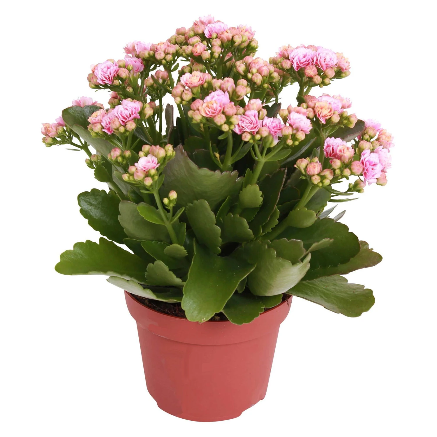 Kalanchoe 'Calandiva'®, Rosa-weiß, Topf-Ø 12 Cm, Höhe Ca. 27,5 Cm, 6er-Set 7 Kalanchoe 'Calandiva'®, Rosa-weiß, Topf-Ø 12 Cm, Höhe Ca. 27,5 Cm, 6er-Set – Bild 5