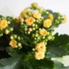 Kalanchoe 'Calandiva'®, Gelb, Topf-Ø 12 Cm, Höhe Ca. 27,5 Cm, 6er-Set -Gartenprodukte 0210350157 Kalanchoe Cal gelb 12cm T H 26cm