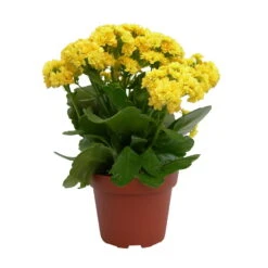 Kalanchoe 'Calandiva'®, Gelb, Topf-Ø 12 Cm, Höhe Ca. 27,5 Cm, 6er-Set -Gartenprodukte 0210350157 Kalanchoe Cal gelb