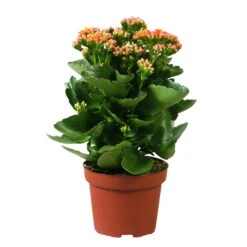 Kalanchoe 'Calandiva'®, Orange, Topf-Ø 12 Cm, Höhe Ca. 27,5 Cm, 6er-Set 12 Kalanchoe 'Calandiva'®, Orange, Topf-Ø 12 Cm, Höhe Ca. 27,5 Cm, 6er-Set -Gartenprodukte 0210350158 Kalanchoe Cal orange