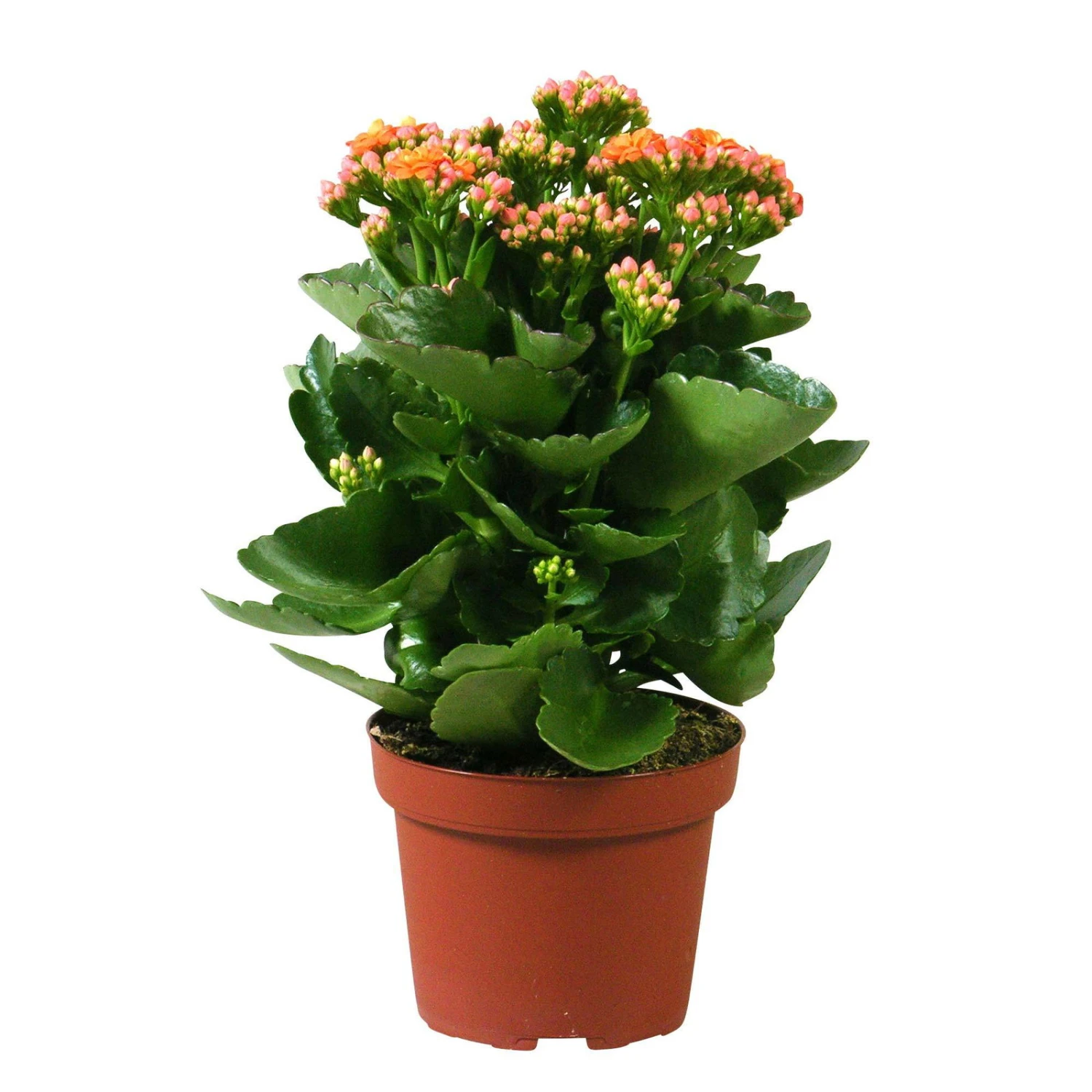 Kalanchoe 'Calandiva'®, Orange, Topf-Ø 12 Cm, Höhe Ca. 27,5 Cm, 6er-Set 6 Kalanchoe 'Calandiva'®, Orange, Topf-Ø 12 Cm, Höhe Ca. 27,5 Cm, 6er-Set – Bild 4