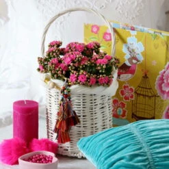 Kalanchoe 'Calandiva'®, Violett, Topf-Ø 12 Cm, Höhe Ca. 27,5 Cm, 6er-Set -Gartenprodukte 0210350159 Kalanchoe cal violett2