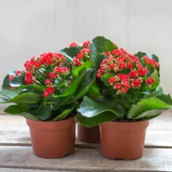 Kalanchoe 'Calandiva'®, Rot, Topf-Ø 12 Cm, Höhe Ca. 27,5 Cm, 6er-Set -Gartenprodukte 0210350161 Kalanchoe Cal rot 12 cm T H 26cm1