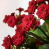Kalanchoe 'Calandiva'®, Rot, Topf-Ø 12 Cm, Höhe Ca. 27,5 Cm, 6er-Set -Gartenprodukte 0210350161 Kalanchoe Cal rot 12 cm T H 26cm2