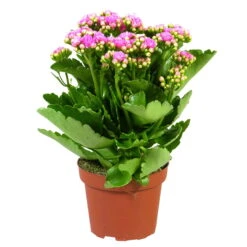 Kalanchoe 'Calandiva'®, Rosa, Topf-Ø 12 Cm, Höhe Ca. 27,5 Cm, 6er-Set -Gartenprodukte 0210350167 Kalanchoe Cal rosa