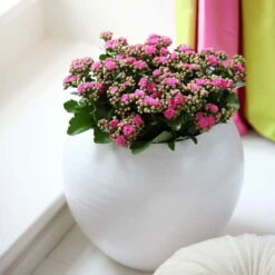 Kalanchoe 'Calandiva'®, Rosa, Topf-Ø 12 Cm, Höhe Ca. 27,5 Cm, 6er-Set -Gartenprodukte 0210350167 Kalanchoe Cal rosa1