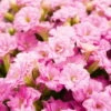 Kalanchoe 'Calandiva'®, Rosa, Topf-Ø 12 Cm, Höhe Ca. 27,5 Cm, 6er-Set -Gartenprodukte 0210350167 Kalanchoe Cal rosa3