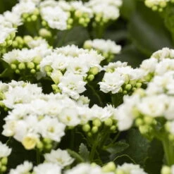Kalanchoe 'Calandiva'®, Weiß, Topf-Ø 12 Cm, Höhe Ca. 27,5 Cm, 6er-Set -Gartenprodukte 0210350168 Kalanchoe Cal weiss 12cm T H26cm