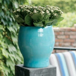 Kalanchoe 'Calandiva'®, Weiß, Topf-Ø 12 Cm, Höhe Ca. 27,5 Cm, 6er-Set -Gartenprodukte 0210350168 Kalanchoe Cal weiss1