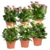 Kalanchoe 'Calandiva'®, Weiß&violett, Topf-Ø 12 Cm, Höhe Ca. 20-30 Cm, 6er-Set -Gartenprodukte 0210350368 Kalanchoe weiss violett 6er Set 3xweiss 3xviolett