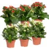 Kalanchoe 'Calandiva'®, Weiß & Rot, Topf-Ø 12 Cm, Höhe Ca. 20-30 Cm, 6er-Set -Gartenprodukte 0210350370 Kalanchoe weiss rot 6er Set 3xweiss 3xrot