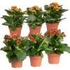 Kalanchoe 'Calandiva'®, Rot&orange, Topf-Ø 12 Cm, Höhe Ca. 20-30 Cm, 6er-Set -Gartenprodukte 0210350372 Kalanchoe rot orange 6er Set 3xrot 3xorange
