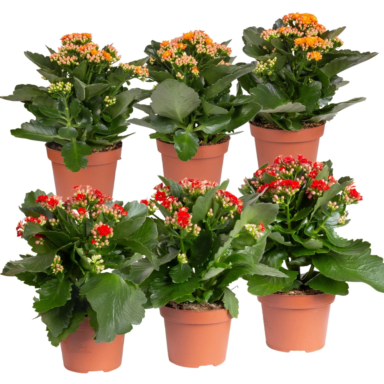 Kalanchoe 'Calandiva'®, Rot&orange, Topf-Ø 12 Cm, Höhe Ca. 20-30 Cm, 6er-Set 3 Kalanchoe 'Calandiva'®, Rot&orange, Topf-Ø 12 Cm, Höhe Ca. 20-30 Cm, 6er-Set