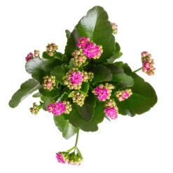 Kalanchoe 'Calandiva'®, Weiß&violett, Topf-Ø 12 Cm, Höhe Ca. 20-30 Cm, 6er-Set -Gartenprodukte 0210350382 Kalanchoe violett 6er Set 6xviolett 1 2