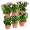 Kalanchoe 'Calandiva'®, Violett, Topf-Ø 12 Cm, Höhe Ca. 27,5 Cm, 6er-Set -Gartenprodukte 0210350382 Kalanchoe violett 6er Set 6xviolett 2