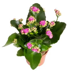 Kalanchoe 'Calandiva'®, Weiß&violett, Topf-Ø 12 Cm, Höhe Ca. 20-30 Cm, 6er-Set -Gartenprodukte 0210350382 Kalanchoe violett 6er Set 6xviolett 3 2