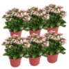 Kalanchoe 'Calandiva'®, Rosa-weiß, Topf-Ø 12 Cm, Höhe Ca. 27,5 Cm, 6er-Set -Gartenprodukte 0210350383 Kalanchoe cal rosa weiss 6er Set 6xrosa weiss