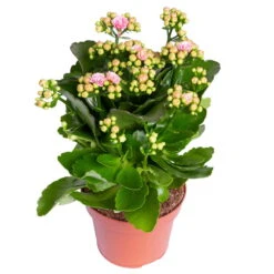 Kalanchoe 'Calandiva'®, Rosa-weiß, Topf-Ø 12 Cm, Höhe Ca. 27,5 Cm, 6er-Set 11 Kalanchoe 'Calandiva'®, Rosa-weiß, Topf-Ø 12 Cm, Höhe Ca. 27,5 Cm, 6er-Set -Gartenprodukte 0210350383 Kalanchoe rosa weiss 6er Set 6xrosa weiss 1