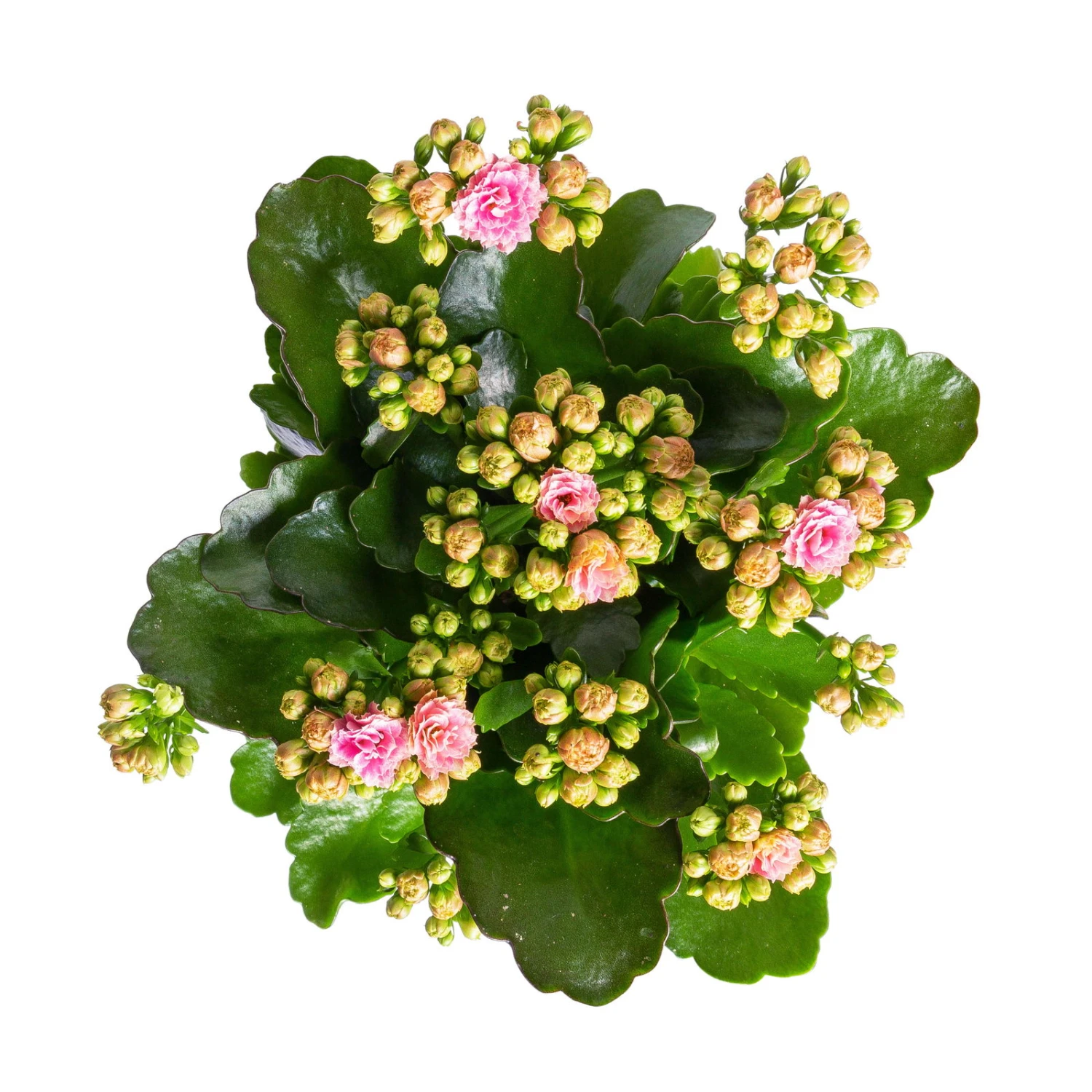 Kalanchoe 'Calandiva'®, Rosa-weiß, Topf-Ø 12 Cm, Höhe Ca. 27,5 Cm, 6er-Set 6 Kalanchoe 'Calandiva'®, Rosa-weiß, Topf-Ø 12 Cm, Höhe Ca. 27,5 Cm, 6er-Set – Bild 4