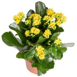 Kalanchoe 'Calandiva'®, Gelb, Topf-Ø 12 Cm, Höhe Ca. 27,5 Cm, 6er-Set -Gartenprodukte 0210350384 Kalanchoe gelb 6er Set 6xgelb 2 1