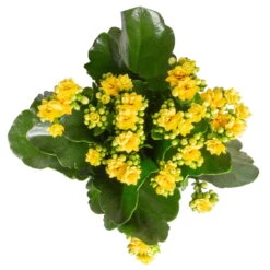Kalanchoe 'Calandiva'®, Gelb, Topf-Ø 12 Cm, Höhe Ca. 27,5 Cm, 6er-Set -Gartenprodukte 0210350384 Kalanchoe gelb 6er Set 6xgelb 3 1