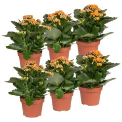 Kalanchoe 'Calandiva'®, Orange, Topf-Ø 12 Cm, Höhe Ca. 27,5 Cm, 6er-Set