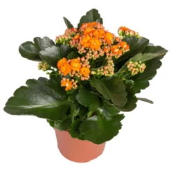 Kalanchoe 'Calandiva'®, Gelb&orange, Topf-Ø 12 Cm, Höhe Ca. 20-30 Cm, 6er-Set -Gartenprodukte 0210350385 Kalanchoe orange 6er Set 6xorange 2 2