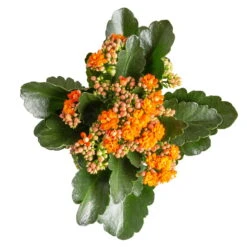 Kalanchoe 'Calandiva'®, Orange, Topf-Ø 12 Cm, Höhe Ca. 27,5 Cm, 6er-Set 11 Kalanchoe 'Calandiva'®, Orange, Topf-Ø 12 Cm, Höhe Ca. 27,5 Cm, 6er-Set -Gartenprodukte 0210350385 Kalanchoe orange 6er Set 6xorange 3 1