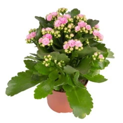 Kalanchoe 'Calandiva'®, Weiß & Rosa, Topf-Ø 12 Cm, Höhe Ca. 20-30 Cm, 6er-Set -Gartenprodukte 0210350386 Kalanchoe rosa 6er Set 6xrosa 1
