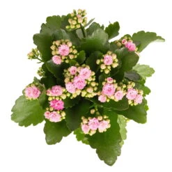 Kalanchoe 'Calandiva'®, Weiß & Rosa, Topf-Ø 12 Cm, Höhe Ca. 20-30 Cm, 6er-Set -Gartenprodukte 0210350386 Kalanchoe rosa 6er Set 6xrosa 2