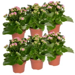 Neue Produkte -Gartenprodukte 0210350386 Kalanchoe rosa 6er Set 6xrosa 5