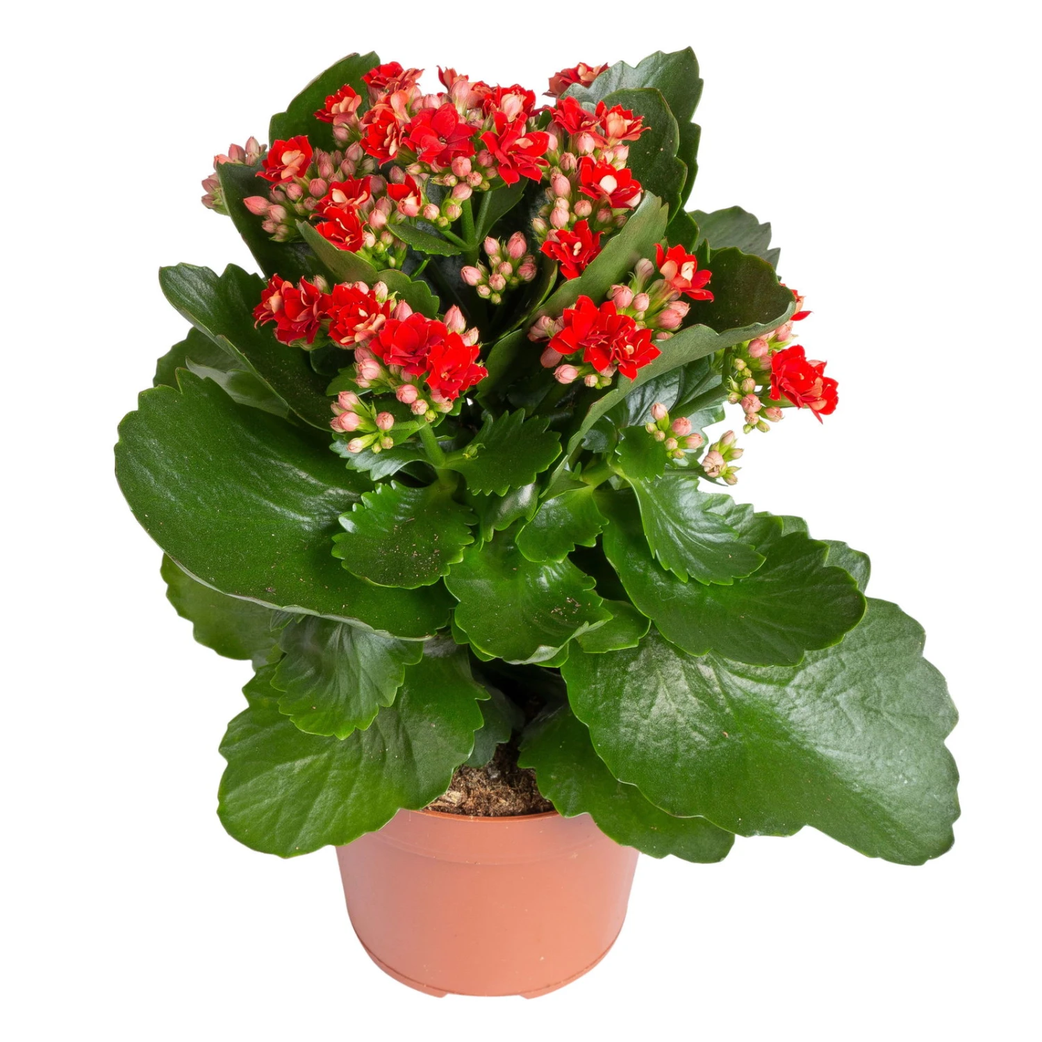 Kalanchoe 'Calandiva'®, Rot&orange, Topf-Ø 12 Cm, Höhe Ca. 20-30 Cm, 6er-Set 7 Kalanchoe 'Calandiva'®, Rot&orange, Topf-Ø 12 Cm, Höhe Ca. 20-30 Cm, 6er-Set – Bild 5