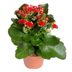 Kalanchoe 'Calandiva'®, Rot&gelb, Topf Topf-Ø 12 Cm, Höhe Ca. 20-30cm, 6er-Set -Gartenprodukte 0210350387 Kalanchoe rot 6er Set 6xrot 21 3