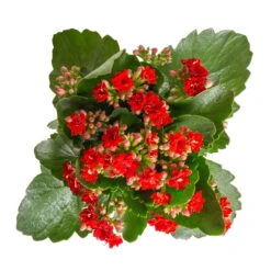 Kalanchoe 'Calandiva'®, Rot, Topf-Ø 12 Cm, Höhe Ca. 27,5 Cm, 6er-Set -Gartenprodukte 0210350387 Kalanchoe rot 6er Set 6xrot 3 2