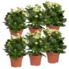 Kalanchoe 'Calandiva'®, Weiß, Topf-Ø 12 Cm, Höhe Ca. 27,5 Cm, 6er-Set -Gartenprodukte 0210350388 Kalanchoe weiss 6er Set 6xweiss
