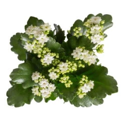 Kalanchoe 'Calandiva'®, Weiß, Topf-Ø 12 Cm, Höhe Ca. 27,5 Cm, 6er-Set -Gartenprodukte 0210350388 Kalanchoe weiss 6er Set 6xweiss 1 3
