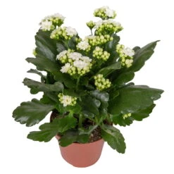 Kalanchoe 'Calandiva'®, Weiß & Rosa, Topf-Ø 12 Cm, Höhe Ca. 20-30 Cm, 6er-Set -Gartenprodukte 0210350388 Kalanchoe weiss 6er Set 6xweiss 2 1