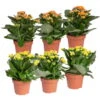 Kalanchoe 'Calandiva'®, Gelb&orange, Topf-Ø 12 Cm, Höhe Ca. 20-30 Cm, 6er-Set -Gartenprodukte 0210350390 Kalanchoe gelb orange 6er Set 3xgelb 3xorange