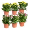 Kalanchoe 'Calandiva'®, Gelb&violett, Topf-Ø 12 Cm, Höhe Ca. 20-30 Cm, 6er-Set -Gartenprodukte 0210350391 Kalanchoe gelb violett 6er Set 3xgelb 3xviolett