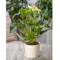 Flamingoblume, 'White Champion', Weiß, Topf-Ø 14 Cm, Höhe Ca. 50 Cm -Gartenprodukte 0210650113 Anthurium andr White Champion