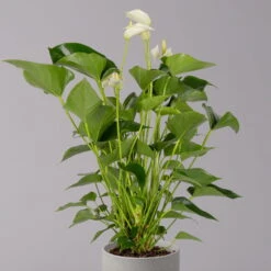 Flamingoblume, 'White Champion', Weiß, Topf-Ø 14 Cm, Höhe Ca. 50 Cm -Gartenprodukte 0210650220 Anthurium Andreanum White Champion 14cm 2 114728