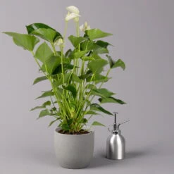 Flamingoblume, 'White Champion', Weiß, Topf-Ø 14 Cm, Höhe Ca. 50 Cm -Gartenprodukte 0210650220 Anthurium Andreanum White Champion 14cm 3 114729