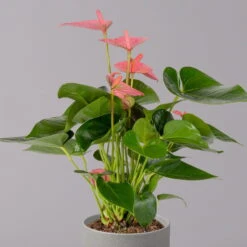 Flamingoblume 'Pink Champion', Topf-Ø 12 Cm, Höhe Ca. 35 Cm -Gartenprodukte 0210650281 Anthurium Andreanum Pink Champion 12cm 2 114743