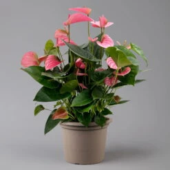 Flamingoblume 'Pink Champion', Pink, Topf-Ø 21 Cm, Höhe Ca. 65 Cm -Gartenprodukte 0210650450 Anthurium andrPink Champion T21 H65 1 126767