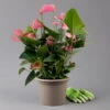 Flamingoblume 'Pink Champion', Pink, Topf-Ø 21 Cm, Höhe Ca. 65 Cm -Gartenprodukte 0210650450 Anthurium andrPink Champion T21 H65 3 126766